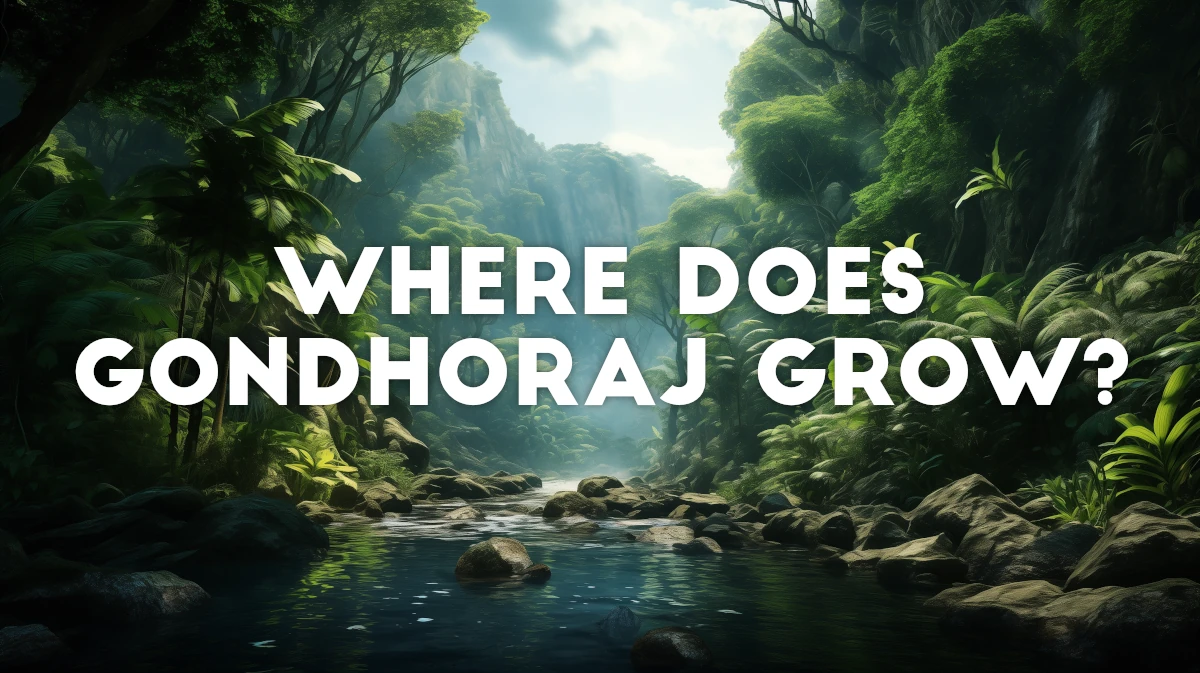 Where do gondhoraj trees grow? Tropical forests of Bangal.